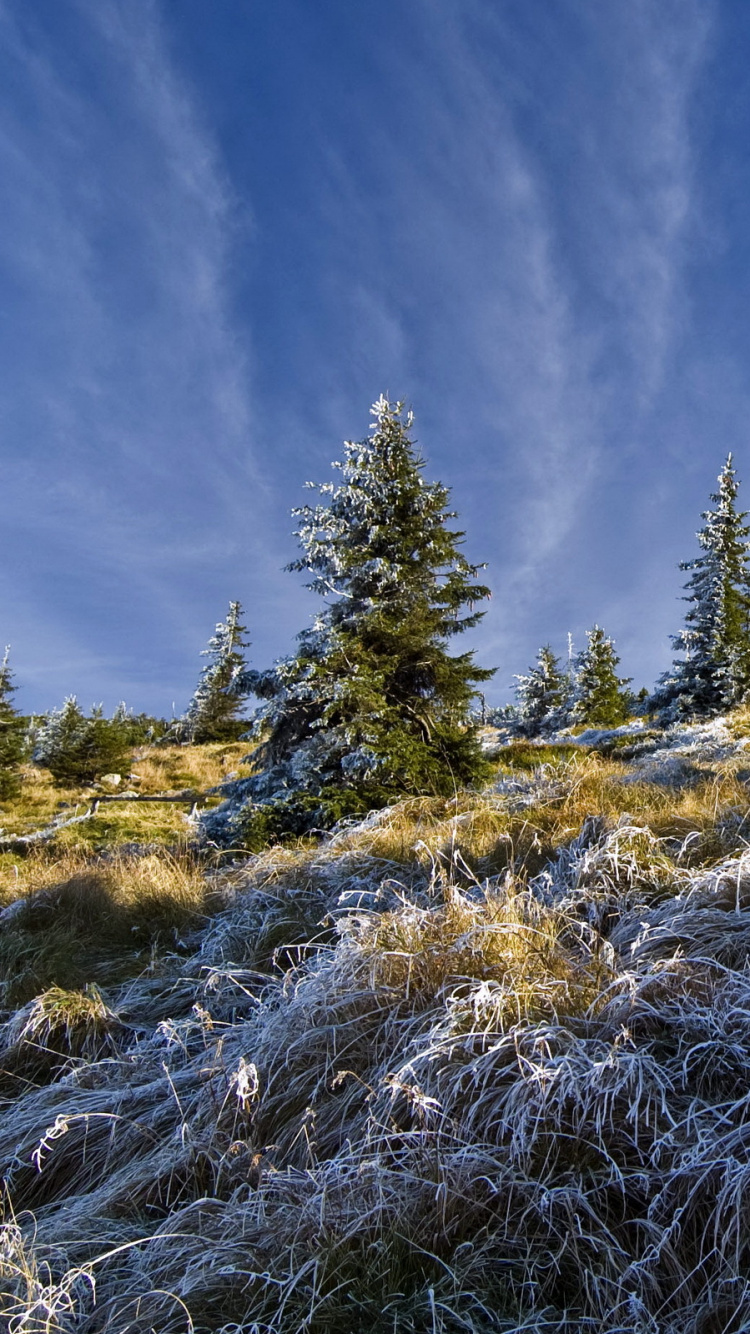 Pinos Verdes Bajo un Cielo Azul Durante el Día. Wallpaper in 750x1334 Resolution