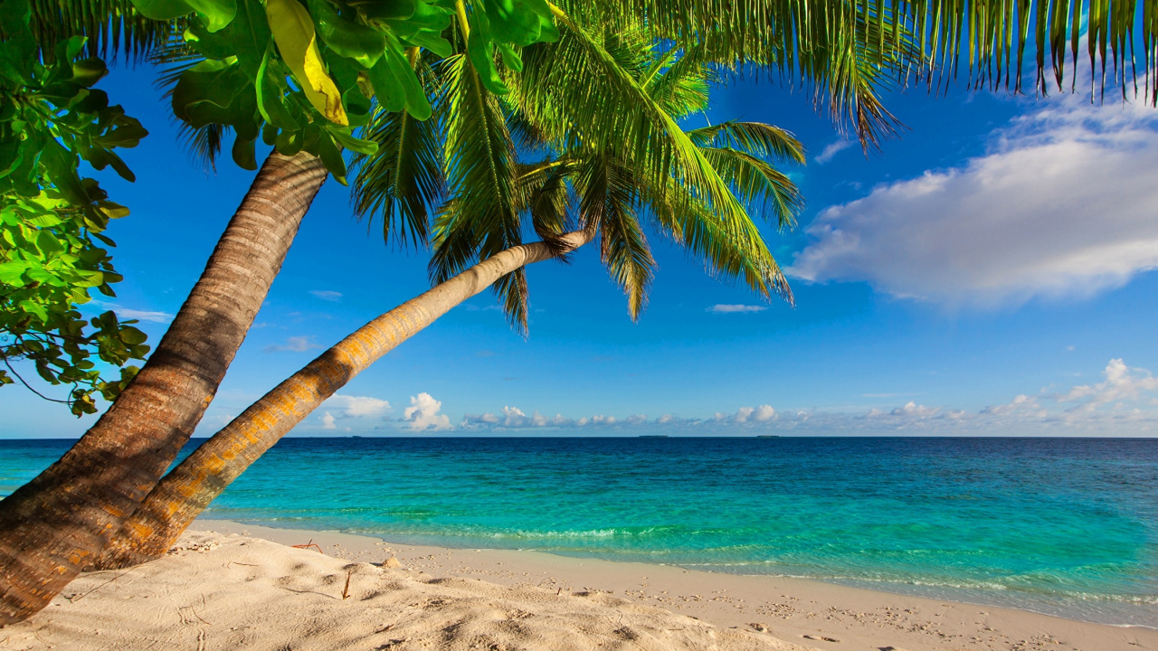 Palm Tree on Beach Shore During Daytime. Wallpaper in 1280x720 Resolution