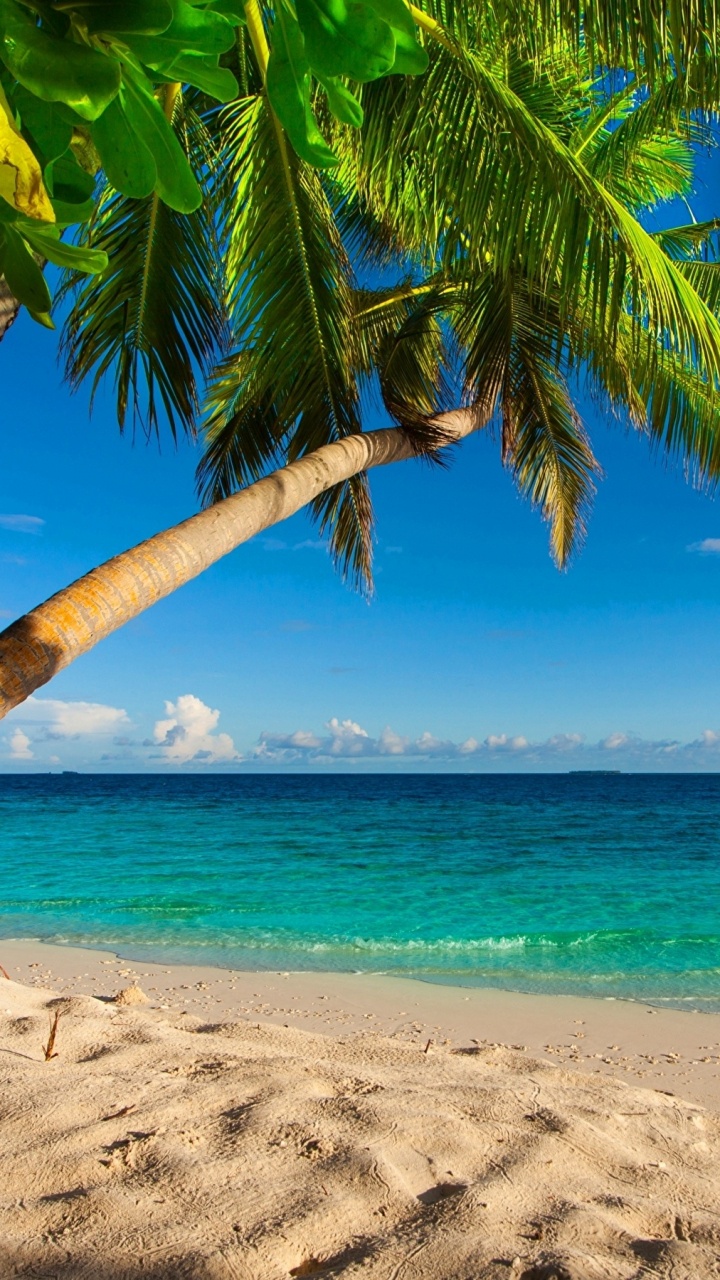 Palm Tree on Beach Shore During Daytime. Wallpaper in 720x1280 Resolution
