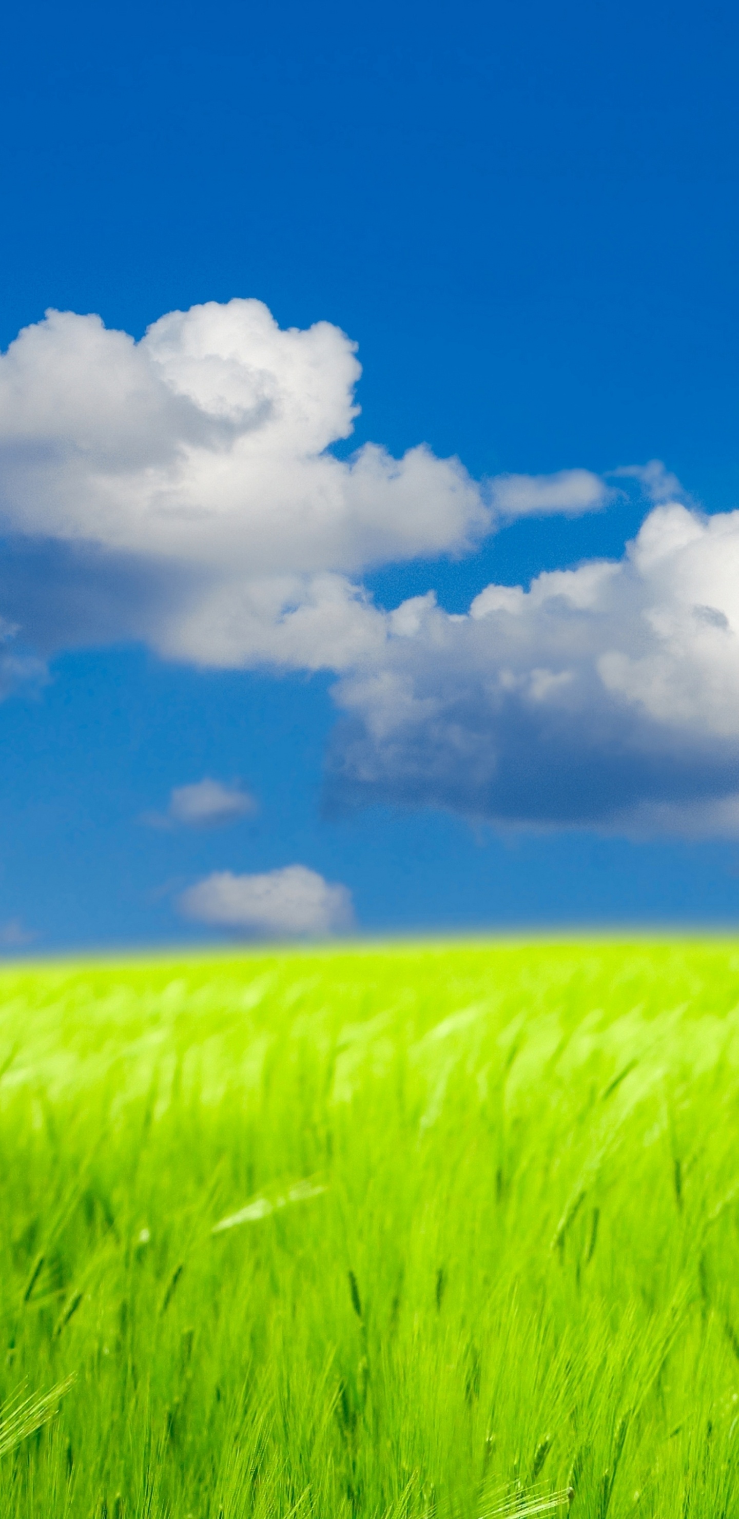 Campo de Hierba Verde Bajo un Cielo Azul y Nubes Blancas Durante el Día. Wallpaper in 1440x2960 Resolution