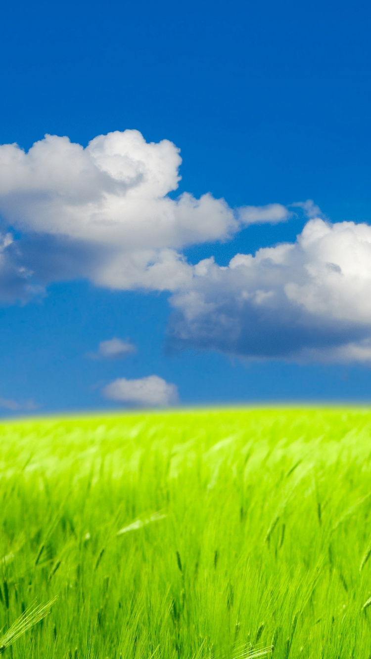 Green Grass Field Under Blue Sky and White Clouds During Daytime. Wallpaper in 750x1334 Resolution