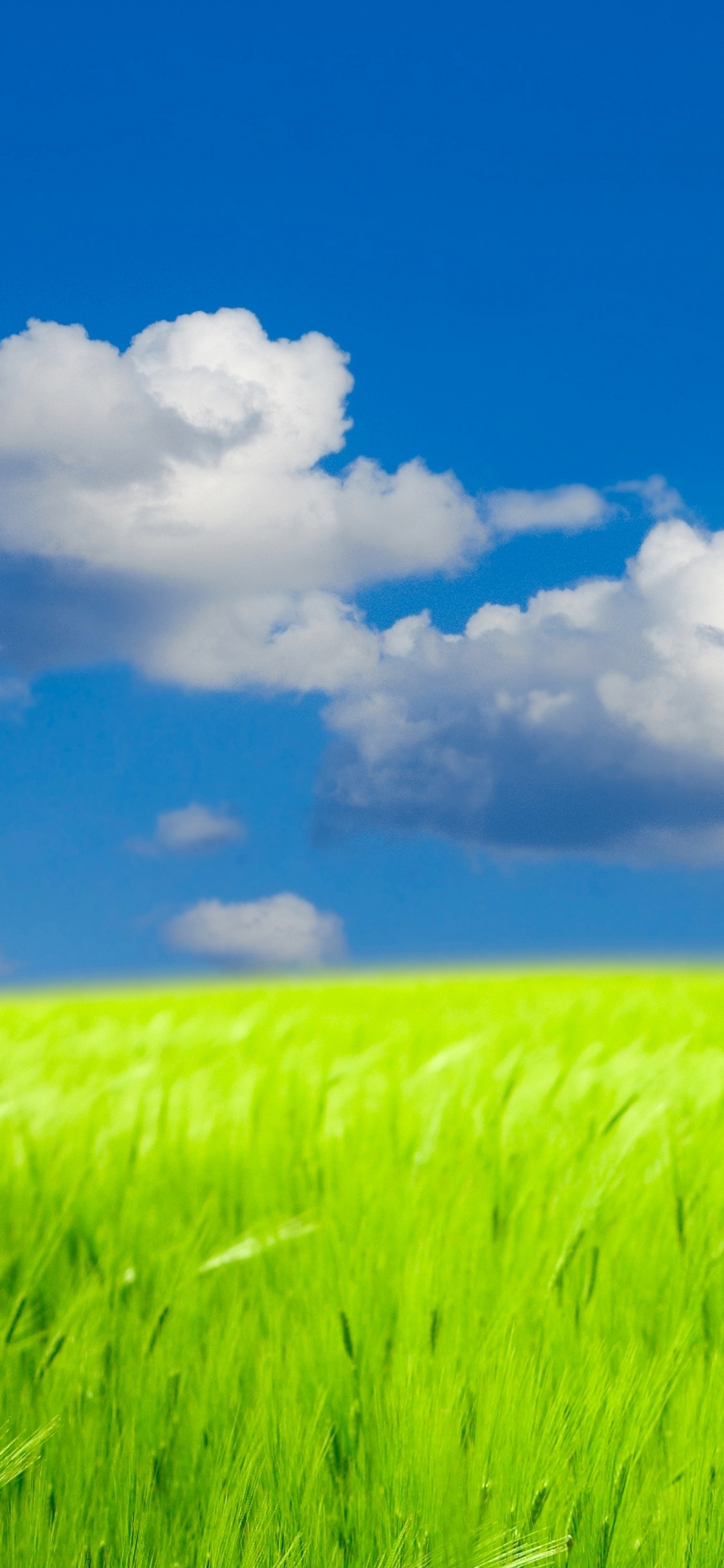 Grüne Wiese Unter Blauem Himmel Und Weißen Wolken Tagsüber. Wallpaper in 1125x2436 Resolution