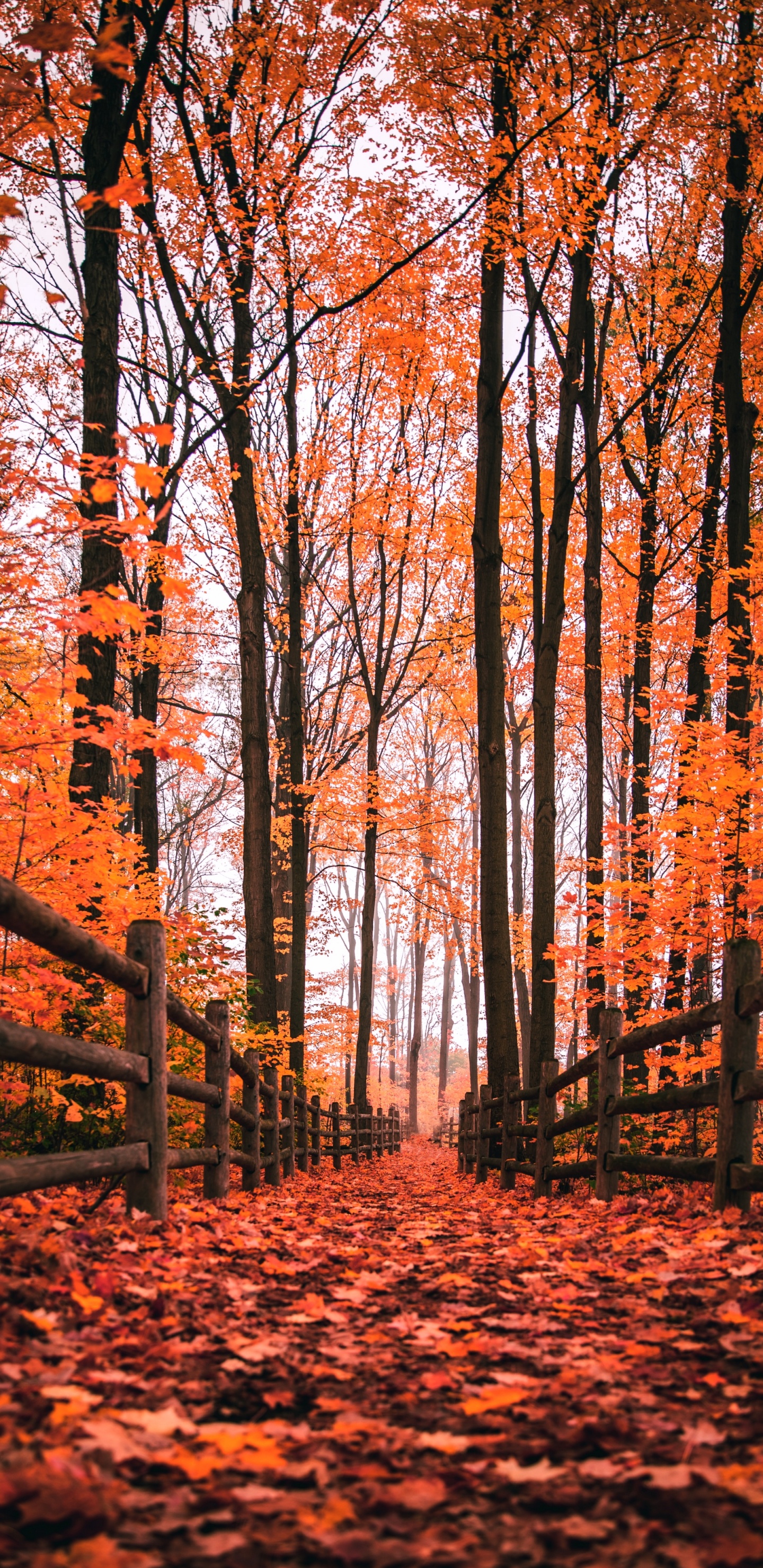 Autumn, Nature, Natural Landscape, Wood, Natural Environment. Wallpaper in 1440x2960 Resolution
