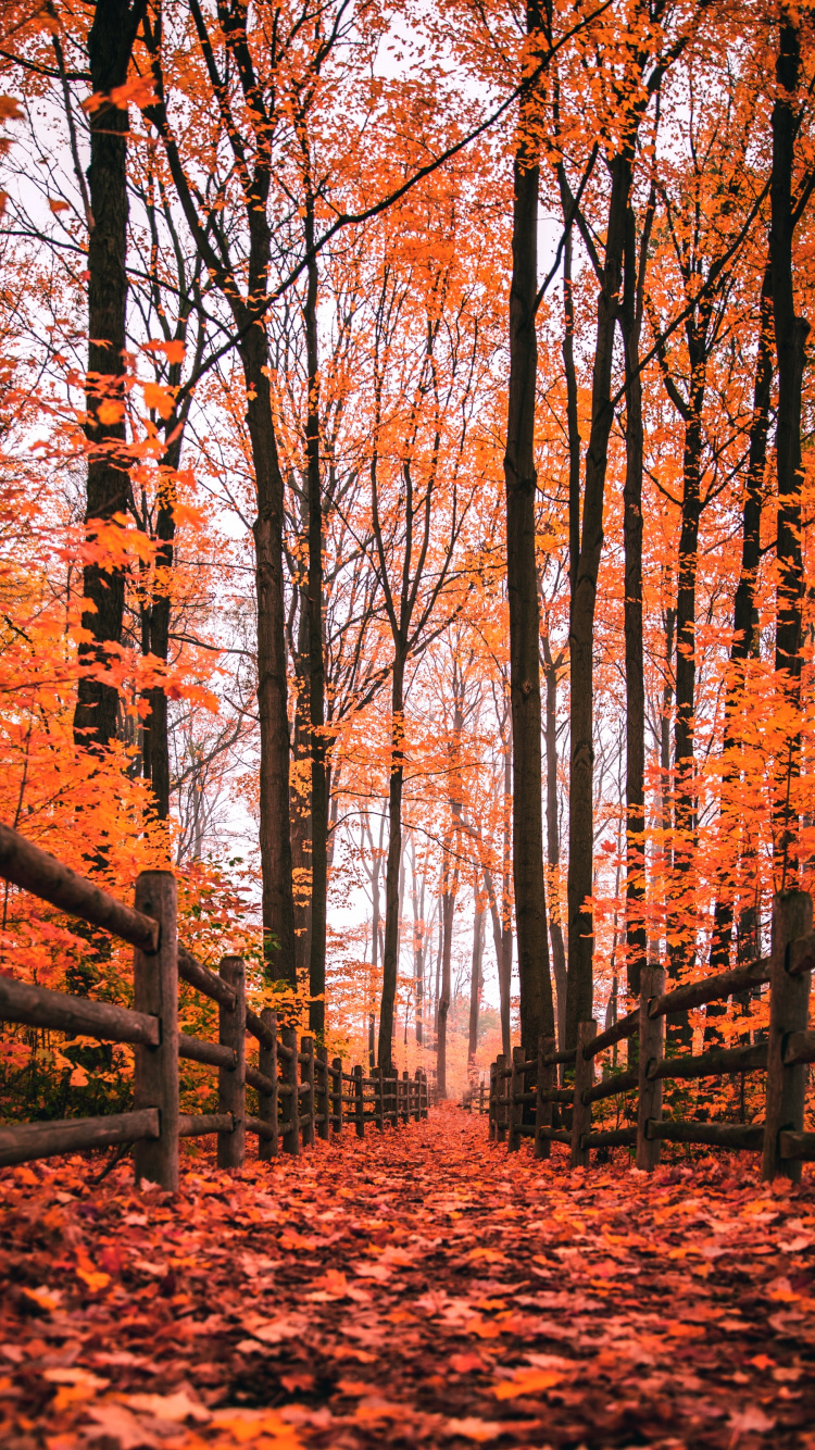 Autumn, Nature, Natural Landscape, Wood, Natural Environment. Wallpaper in 750x1334 Resolution