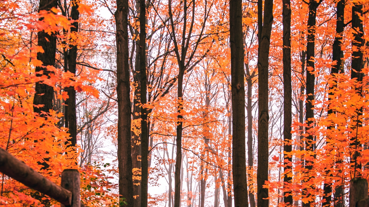Herbst, Natur, Naturlandschaft, Holz, Natürlichen Umgebung. Wallpaper in 1280x720 Resolution