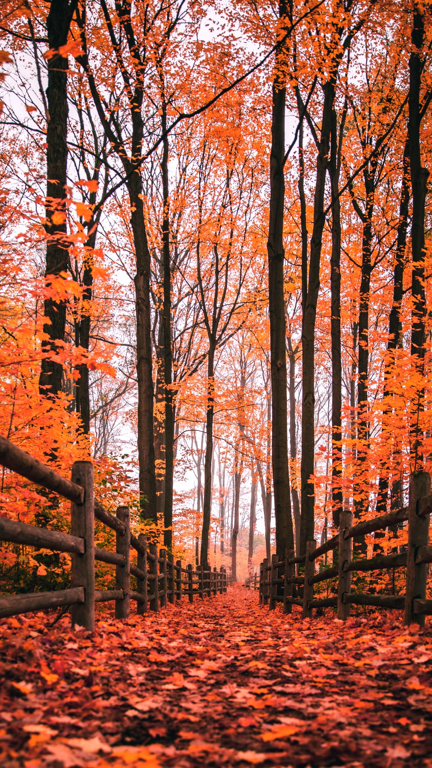 Herbst, Natur, Naturlandschaft, Holz, Natürlichen Umgebung. Wallpaper in 1440x2560 Resolution