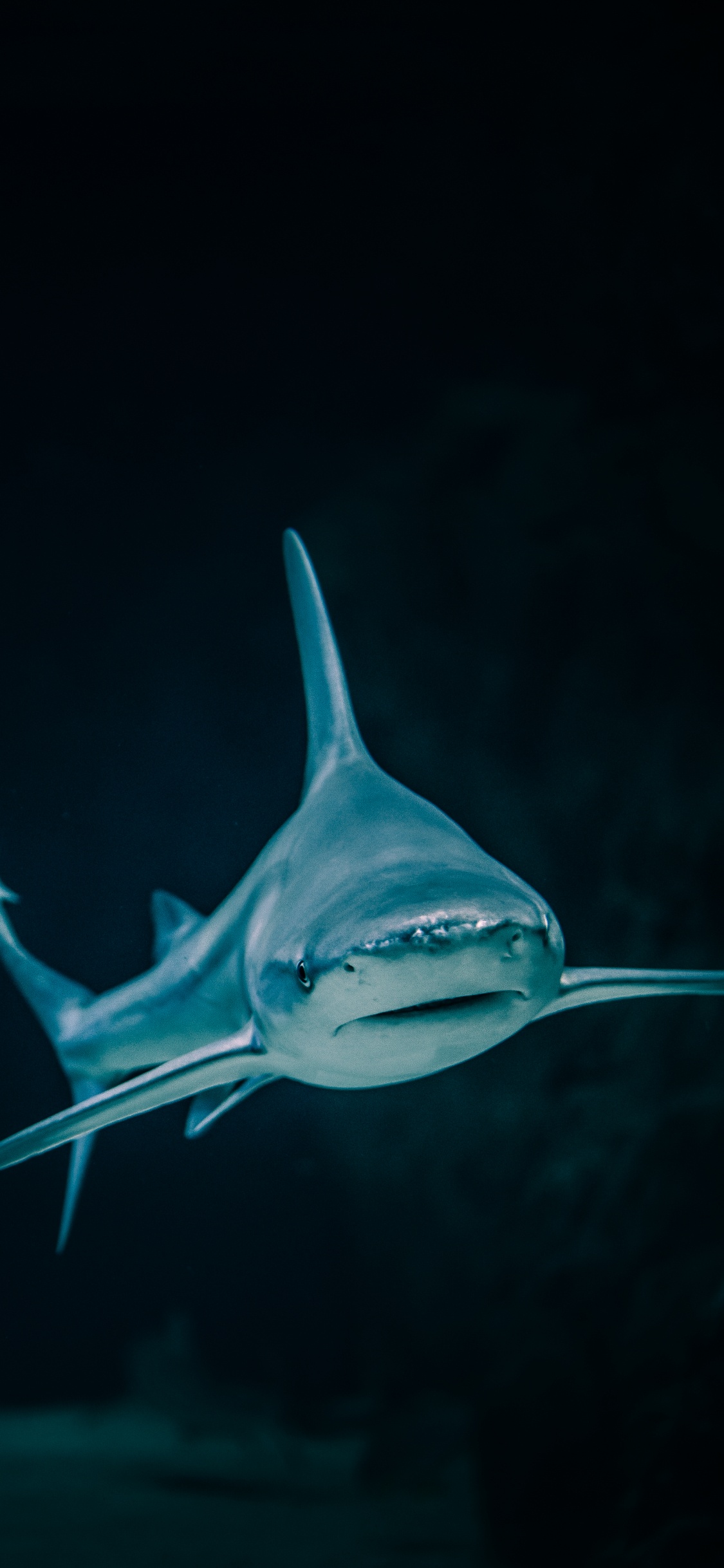 Blue Shark With White Background. Wallpaper in 1125x2436 Resolution