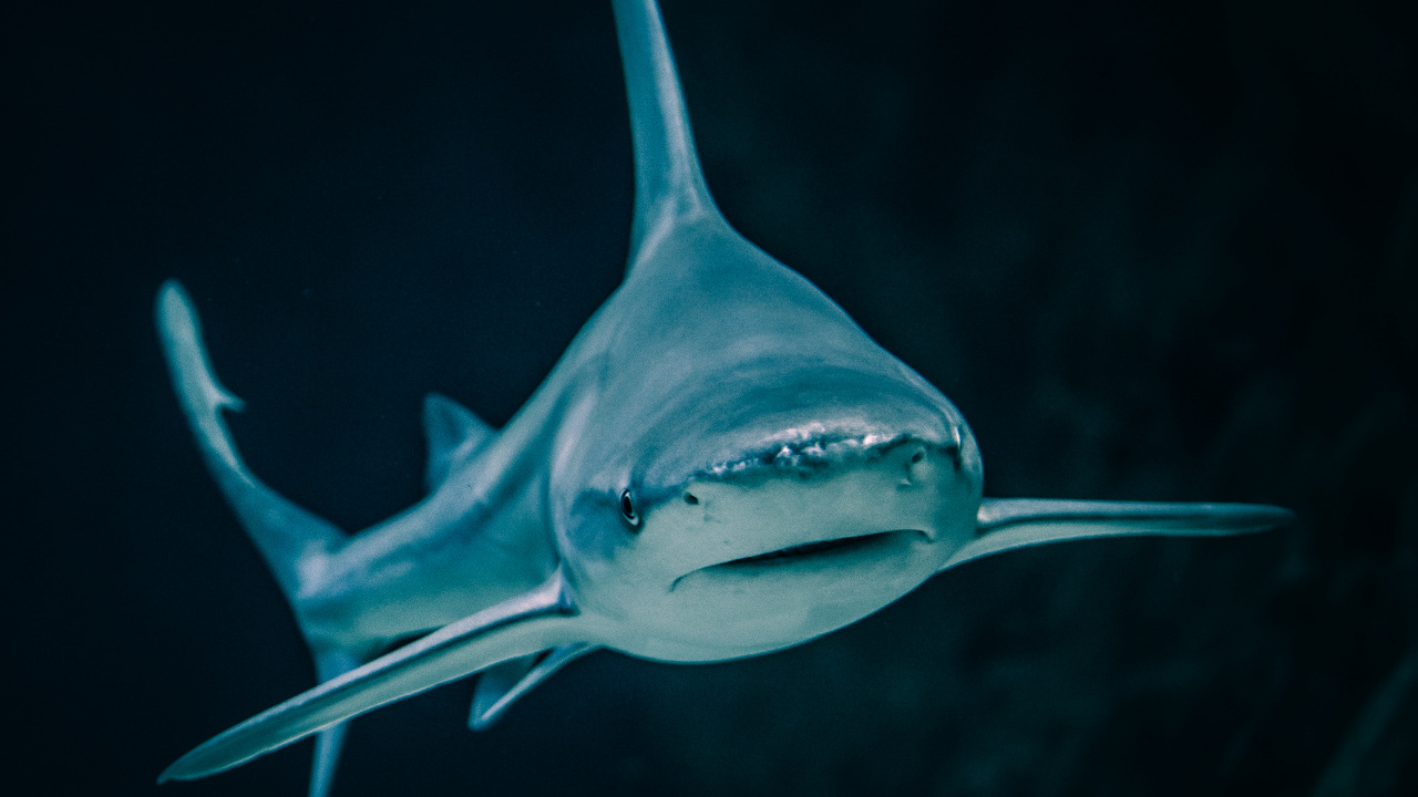 Blue Shark With White Background. Wallpaper in 1280x720 Resolution