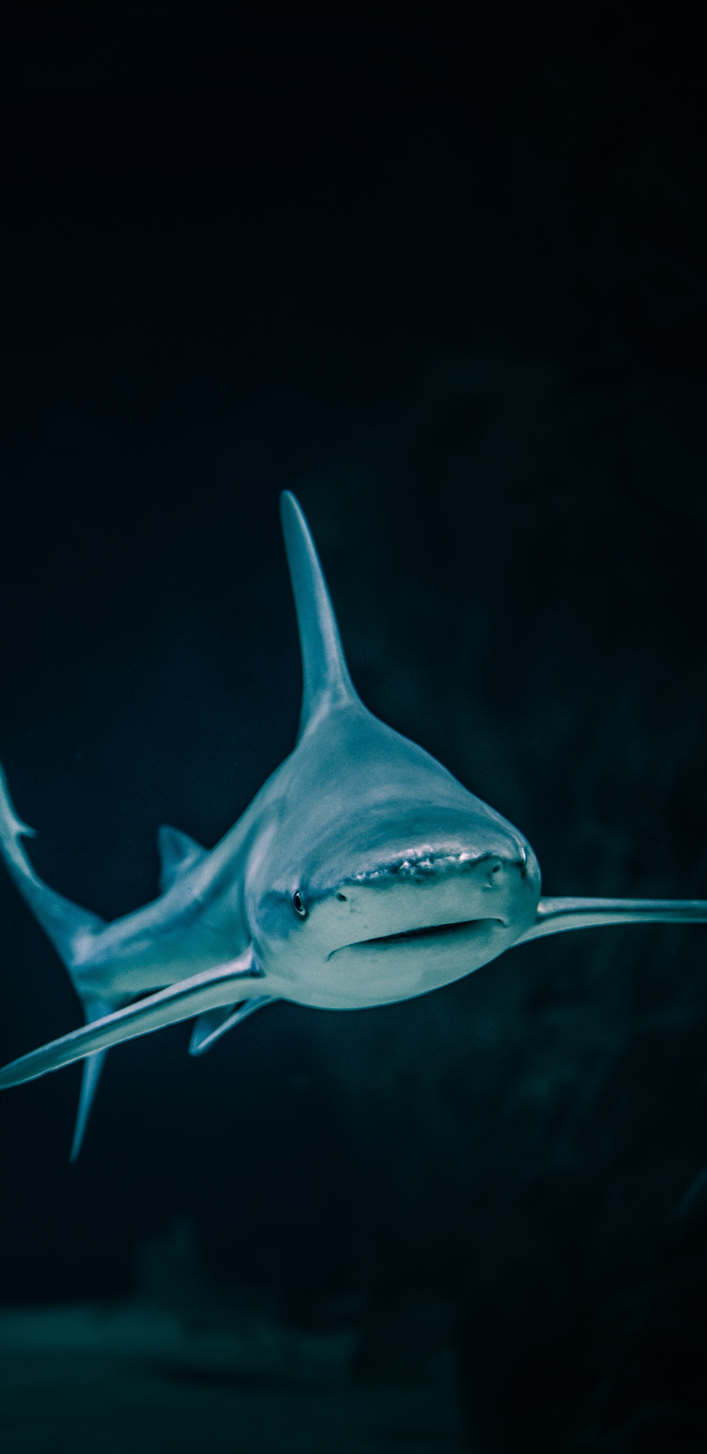 Blue Shark With White Background. Wallpaper in 1440x2960 Resolution