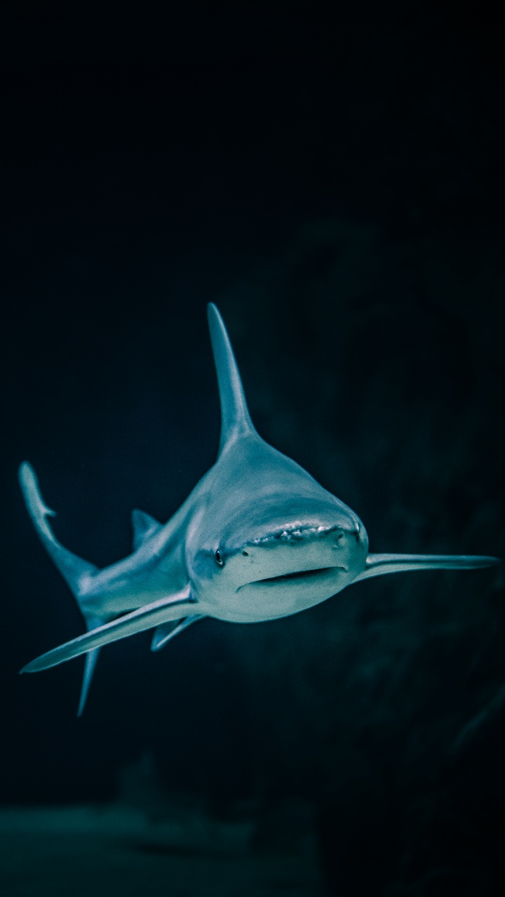 Blue Shark With White Background. Wallpaper in 720x1280 Resolution