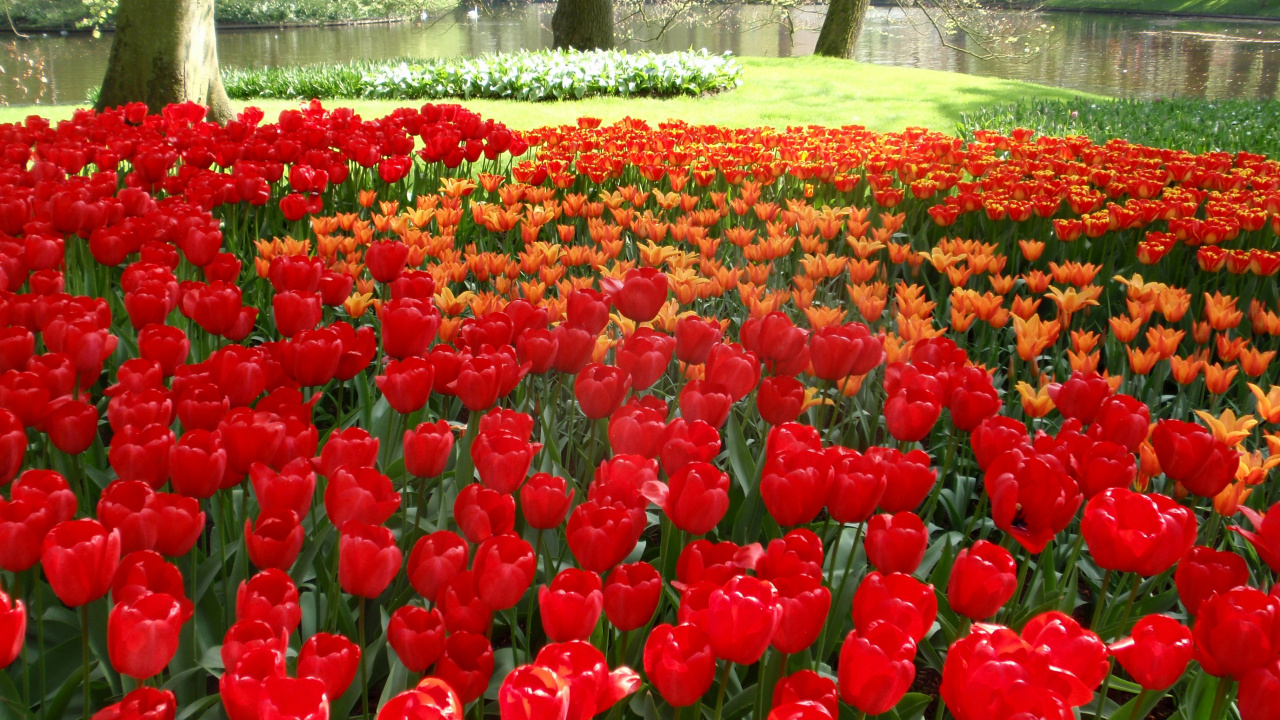 Red Tulips Field During Daytime. Wallpaper in 1280x720 Resolution