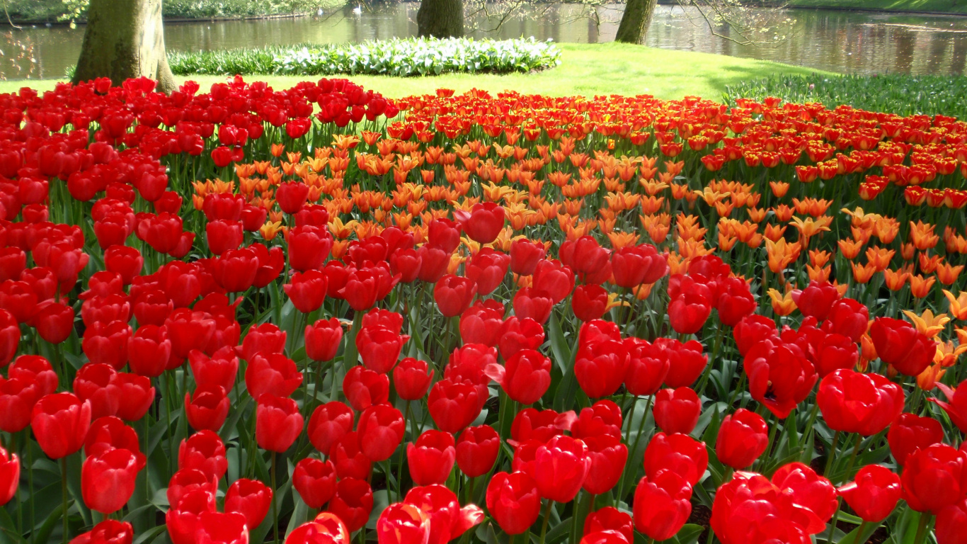 Red Tulips Field During Daytime. Wallpaper in 1366x768 Resolution