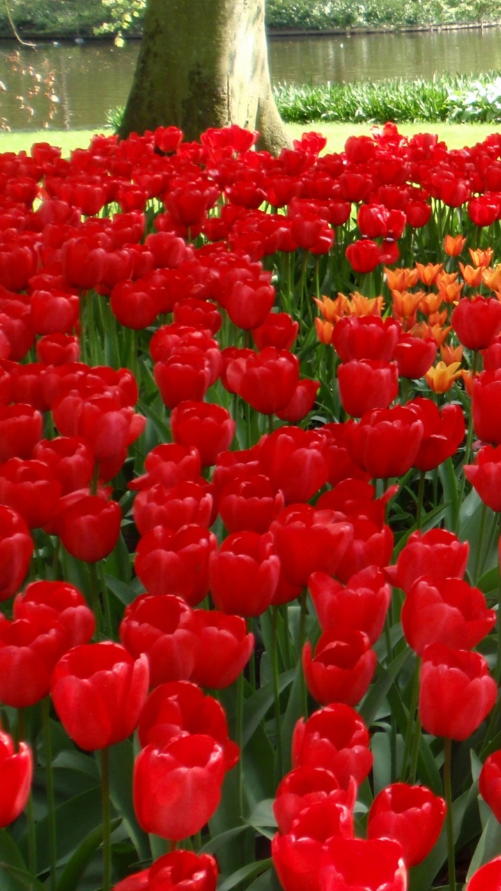 Red Tulips Field During Daytime. Wallpaper in 720x1280 Resolution