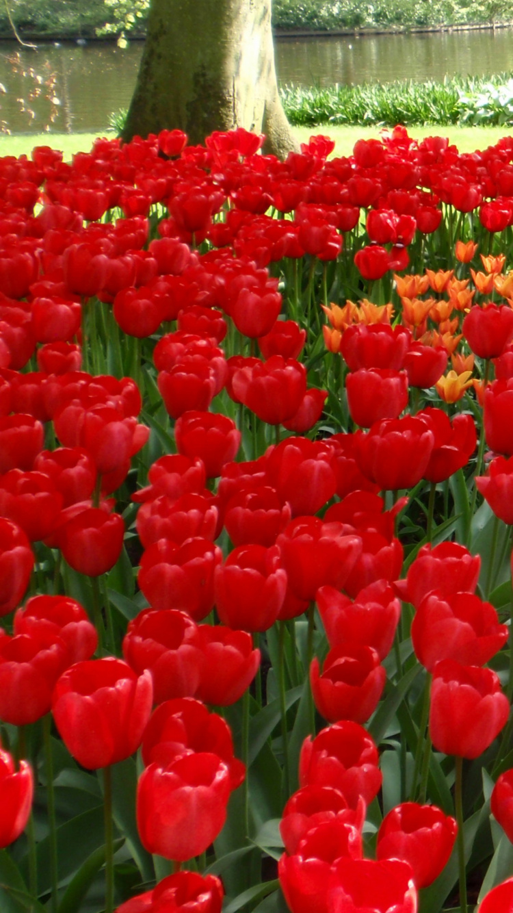 Red Tulips Field During Daytime. Wallpaper in 750x1334 Resolution