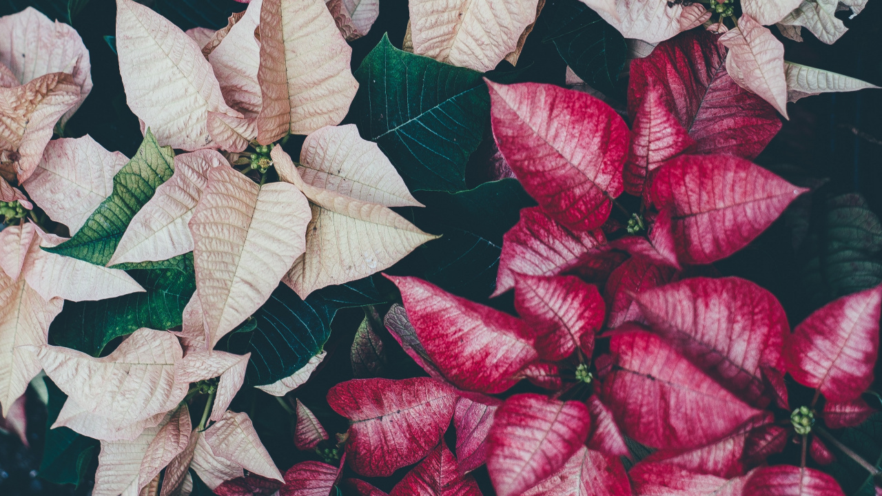 Feuilles Rouges et Blanches Sur Une Surface Noire. Wallpaper in 1280x720 Resolution