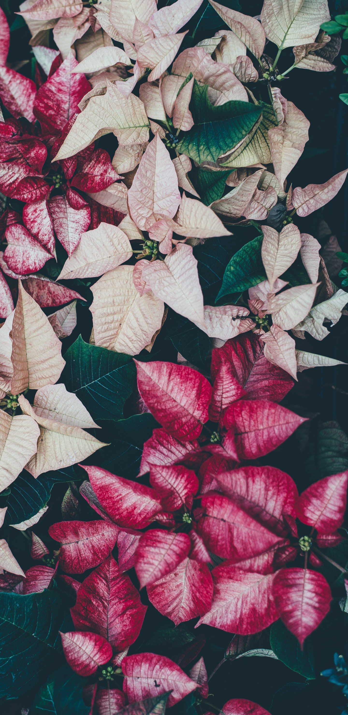Feuilles Rouges et Blanches Sur Une Surface Noire. Wallpaper in 1440x2960 Resolution