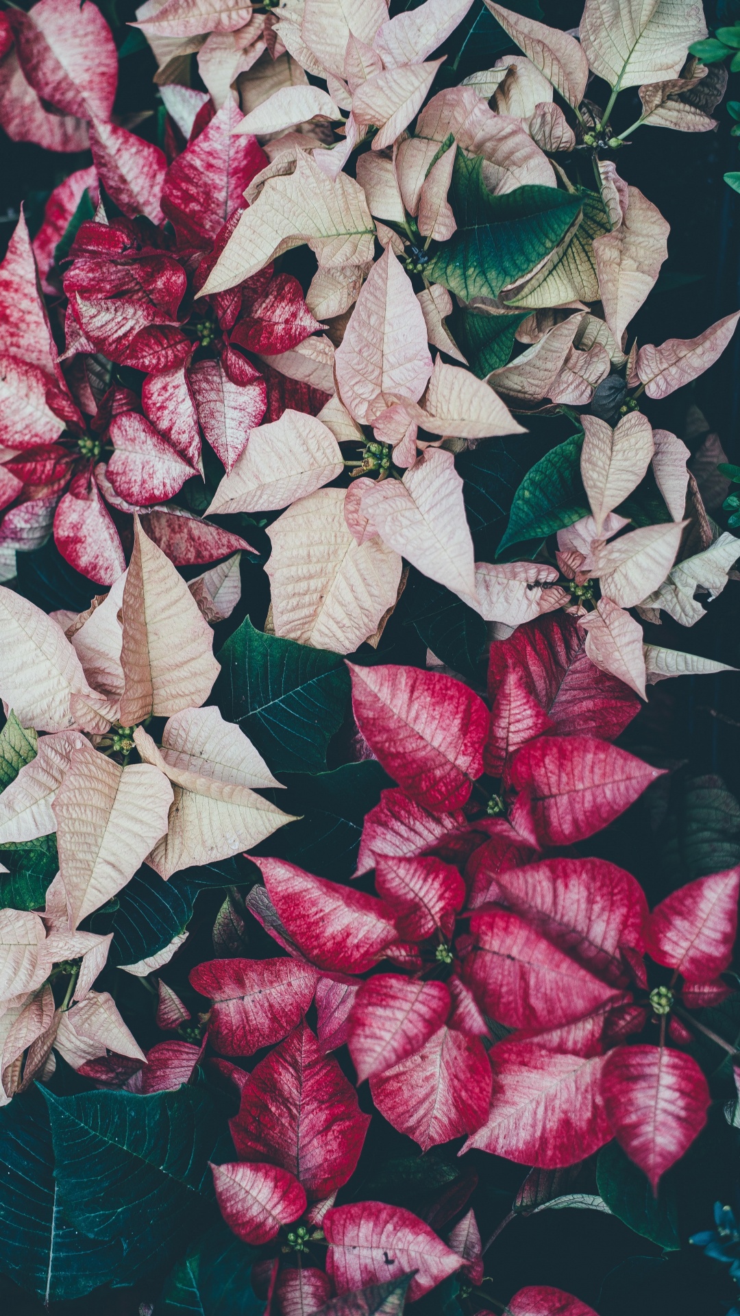 Red and White Leaves on Black Surface. Wallpaper in 1080x1920 Resolution
