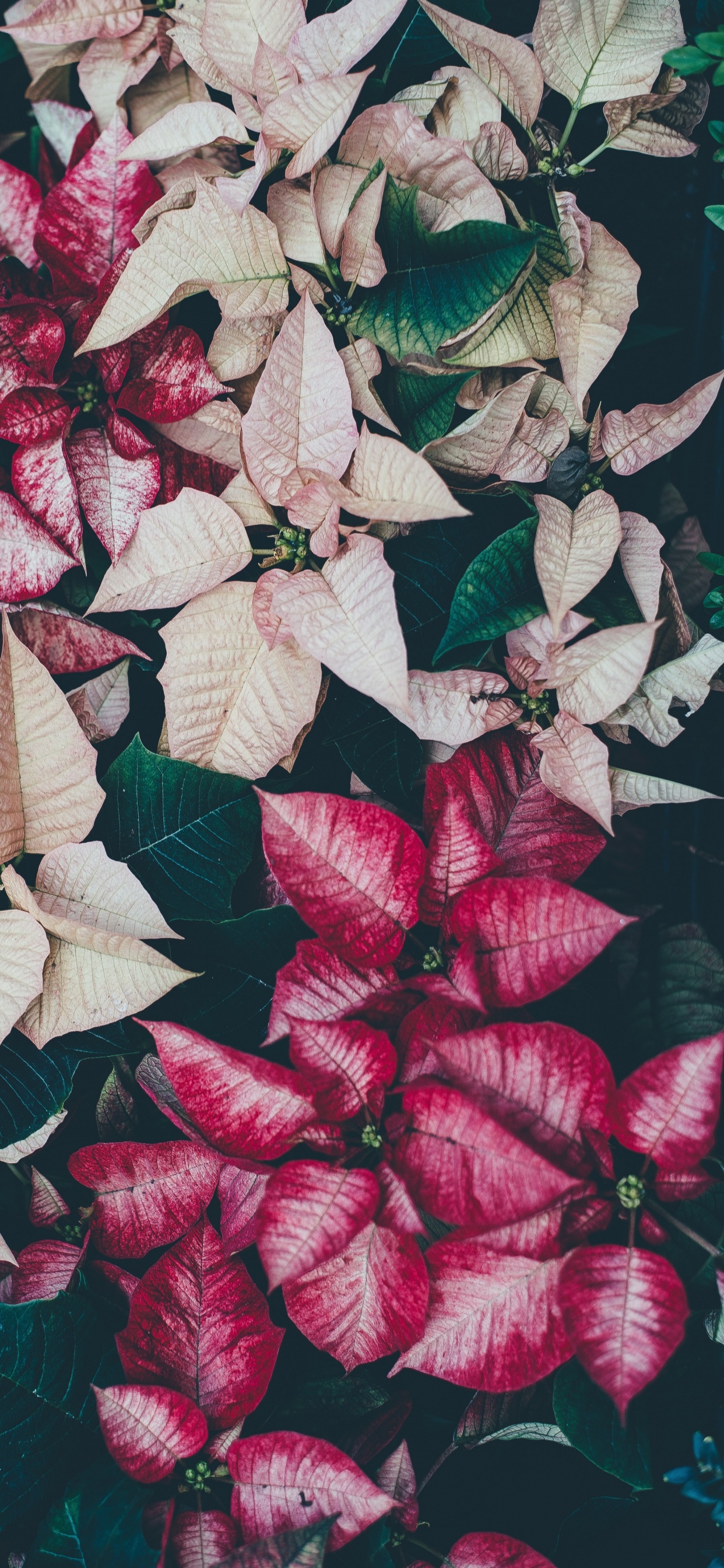 Red and White Leaves on Black Surface. Wallpaper in 1242x2688 Resolution