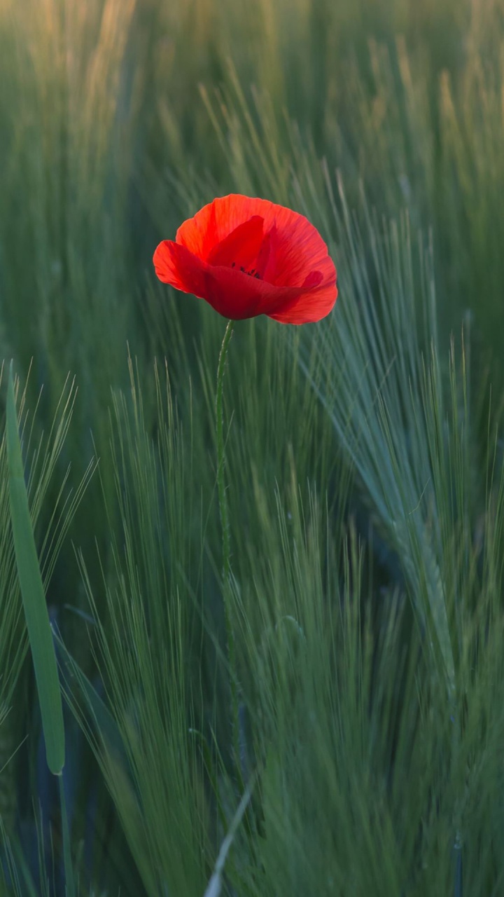Flower, Plant, Petal, Vegetation, Grass. Wallpaper in 720x1280 Resolution