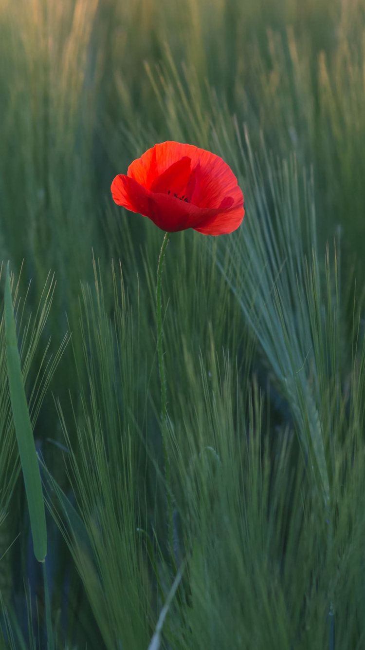 Flower, Plant, Petal, Vegetation, Grass. Wallpaper in 750x1334 Resolution