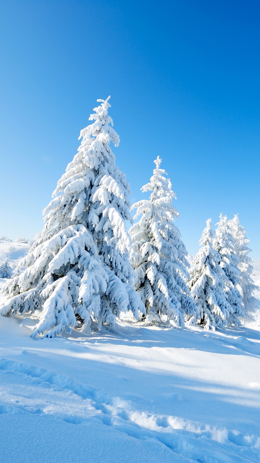 Schneebedeckte Kiefern Auf Schneebedecktem Boden Unter Blauem Himmel Tagsüber. Wallpaper in 1080x1920 Resolution