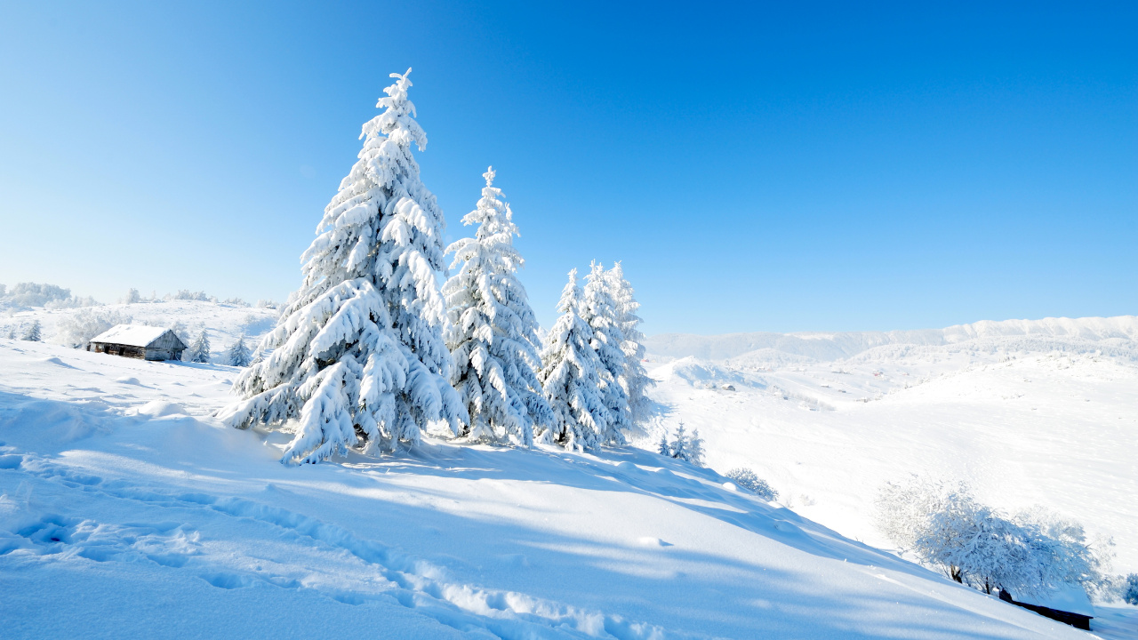 Schneebedeckte Kiefern Auf Schneebedecktem Boden Unter Blauem Himmel Tagsüber. Wallpaper in 1280x720 Resolution