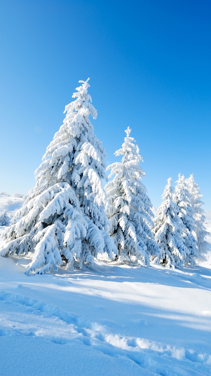 Schneebedeckte Kiefern Auf Schneebedecktem Boden Unter Blauem Himmel Tagsüber. Wallpaper in 720x1280 Resolution