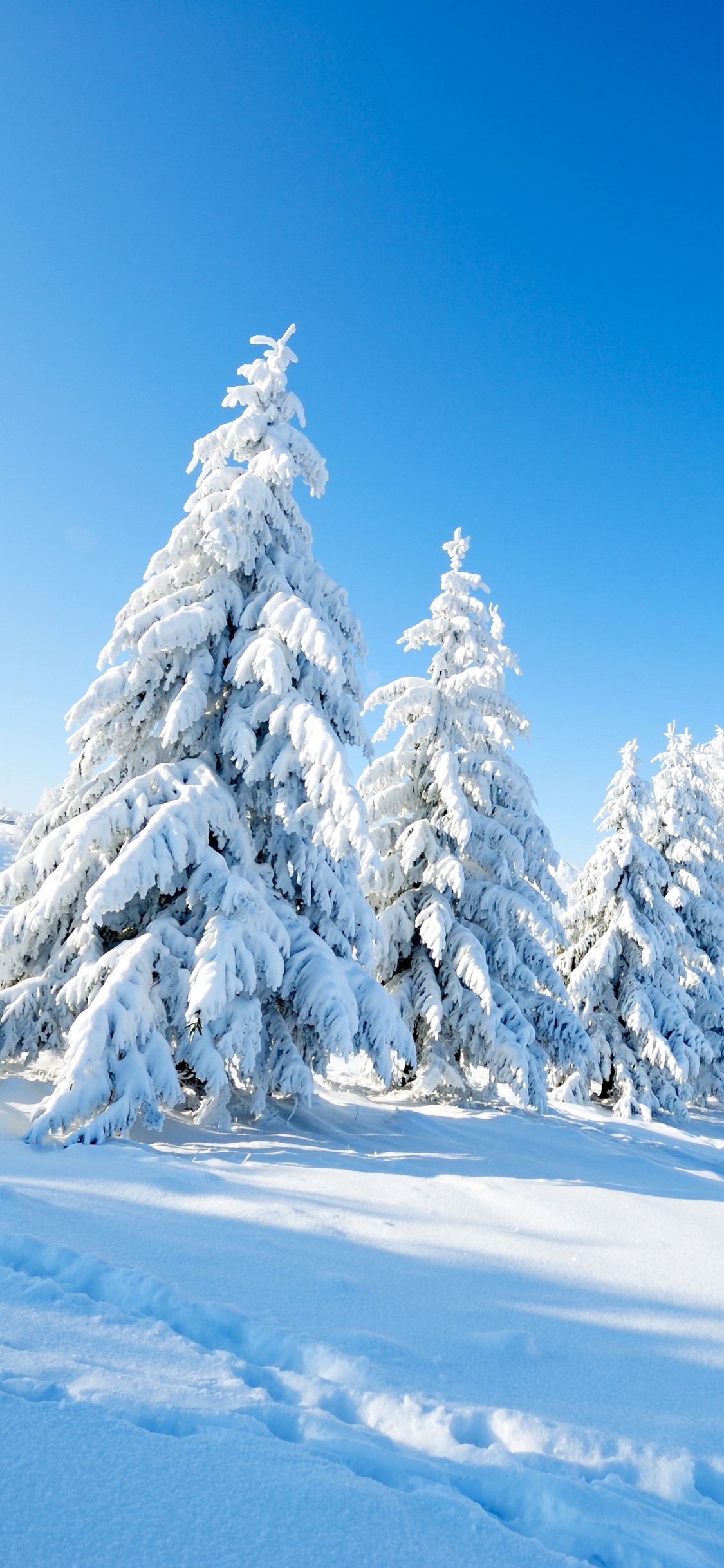 Pinos Cubiertos de Nieve en el Suelo Cubierto de Nieve Bajo un Cielo Azul Durante el Día. Wallpaper in 1125x2436 Resolution