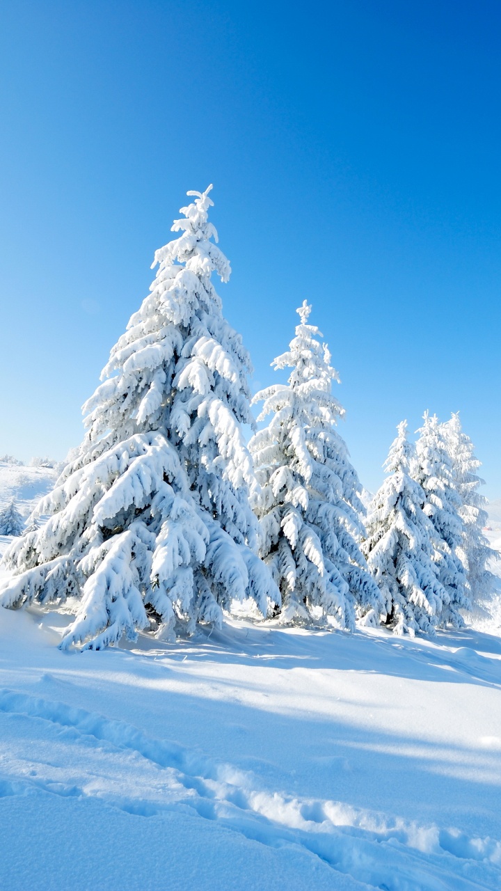 Pinos Cubiertos de Nieve en el Suelo Cubierto de Nieve Bajo un Cielo Azul Durante el Día. Wallpaper in 720x1280 Resolution