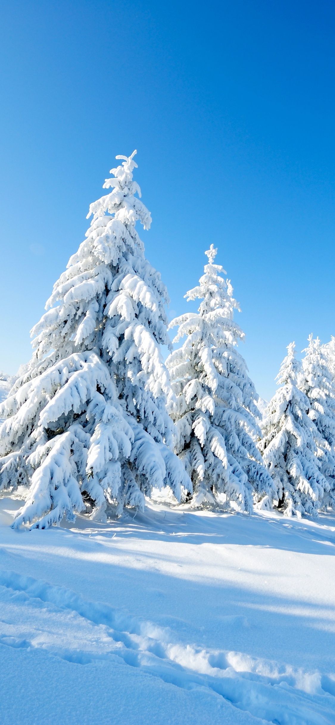 Snow Covered Pine Trees on Snow Covered Ground Under Blue Sky During Daytime. Wallpaper in 1125x2436 Resolution