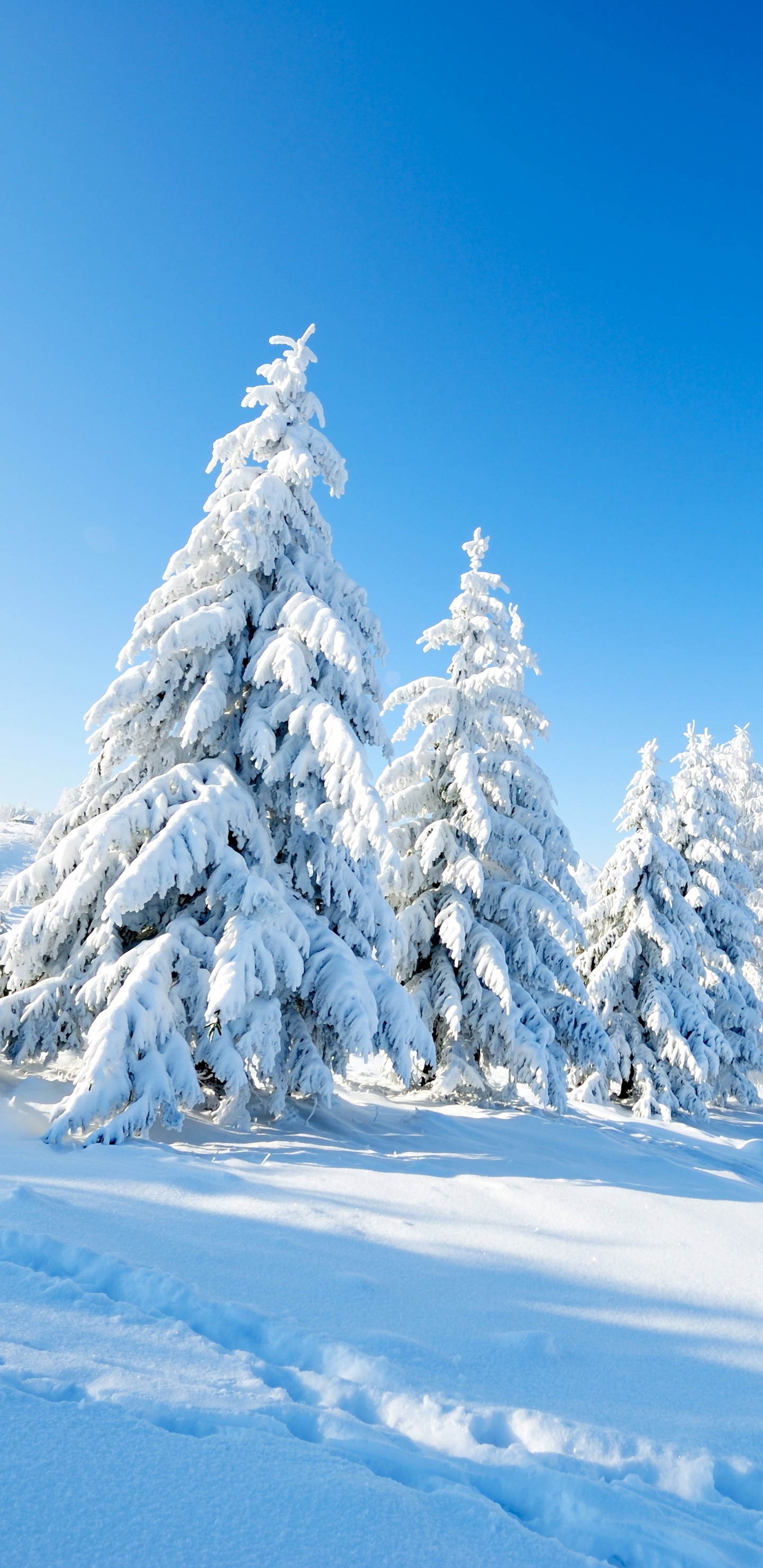 Snow Covered Pine Trees on Snow Covered Ground Under Blue Sky During Daytime. Wallpaper in 1440x2960 Resolution