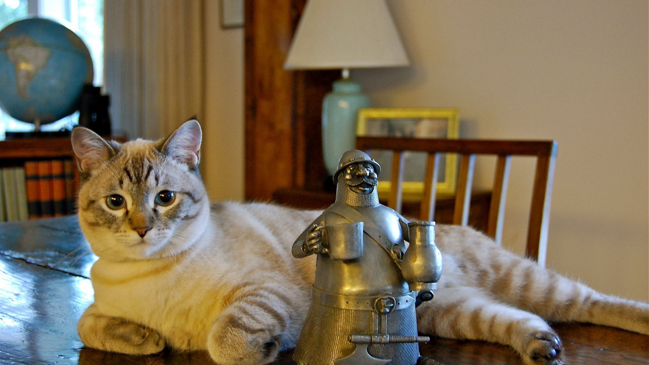 Orange Tabby Cat on Brown Wooden Table. Wallpaper in 1280x720 Resolution