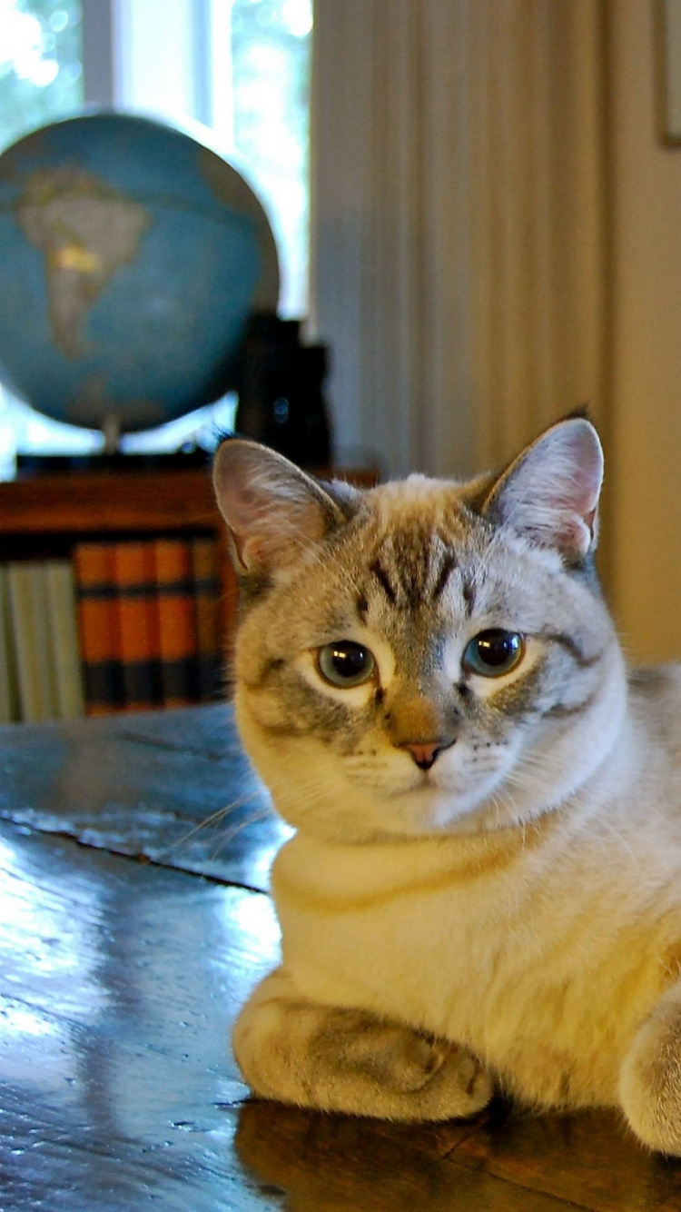 Chat Tigré Orange Sur Une Table en Bois Marron. Wallpaper in 750x1334 Resolution