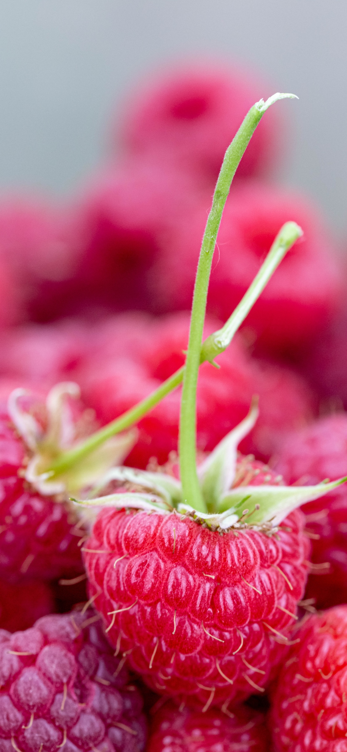 Frutos Rojos de Frambuesa en Lente de Cambio de Inclinación. Wallpaper in 1125x2436 Resolution