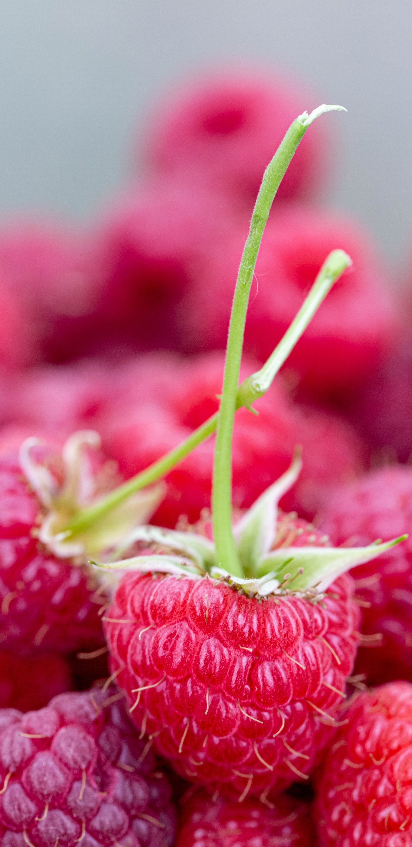Frutos Rojos de Frambuesa en Lente de Cambio de Inclinación. Wallpaper in 1440x2960 Resolution