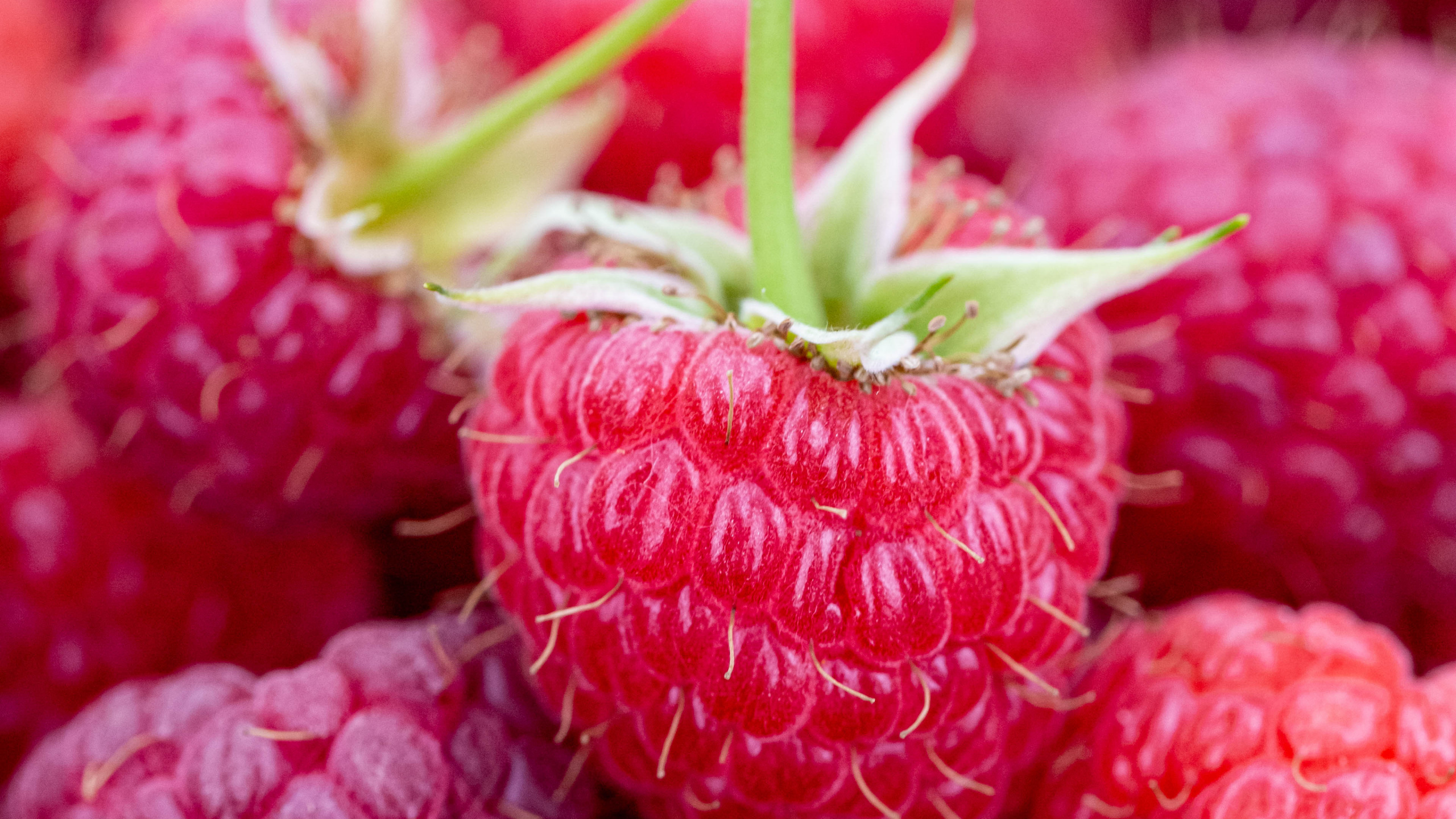 Red Raspberry Fruits in Tilt Shift Lens. Wallpaper in 2560x1440 Resolution