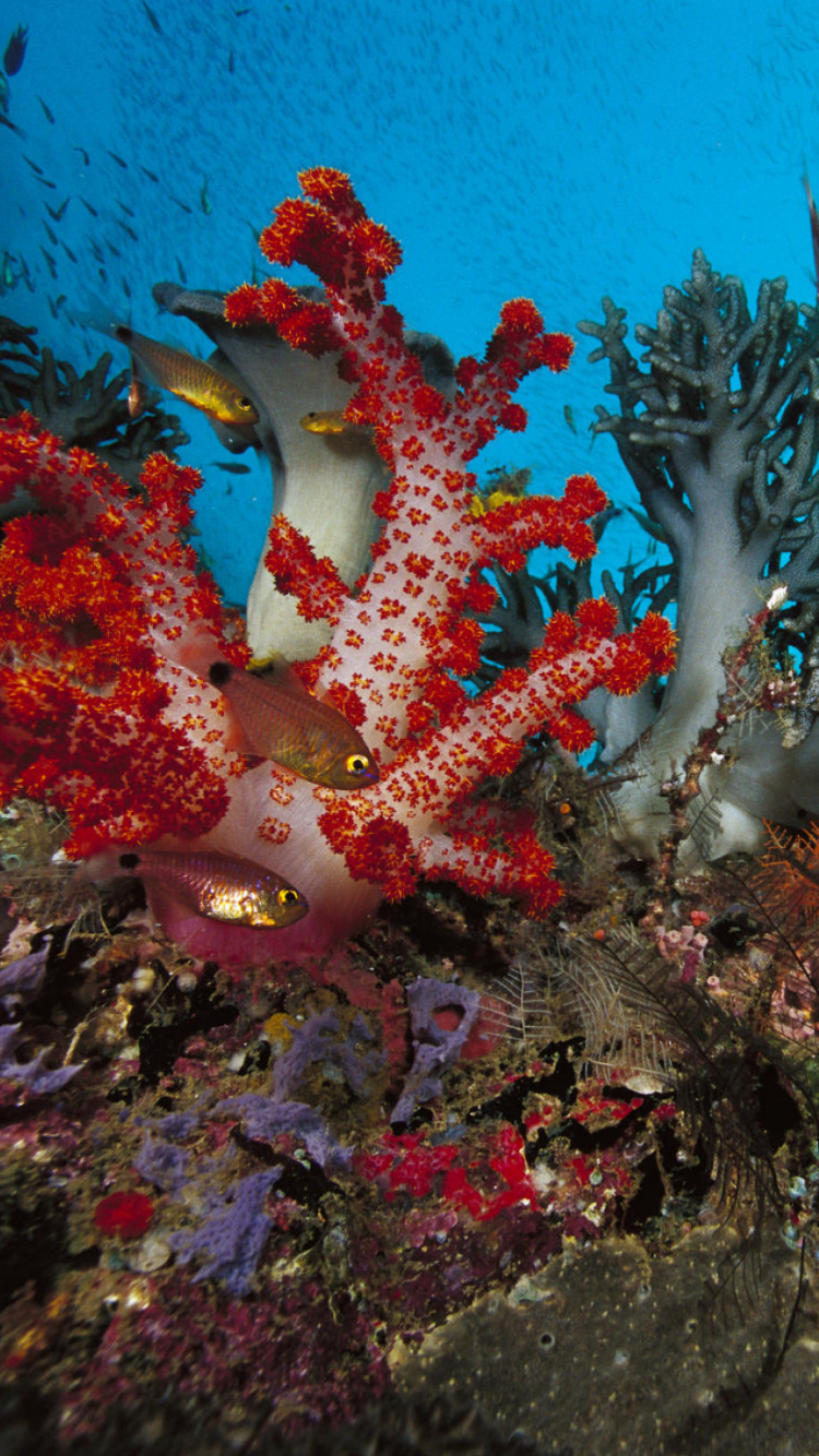 School of Fish in Water. Wallpaper in 750x1334 Resolution