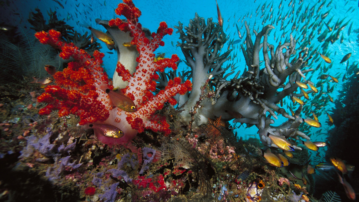 Banc de Poissons Dans L'eau. Wallpaper in 1366x768 Resolution