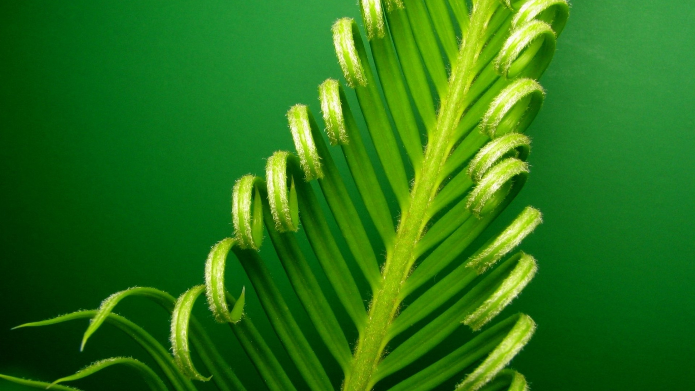 Grüne Pflanze in Makrolinse. Wallpaper in 1366x768 Resolution