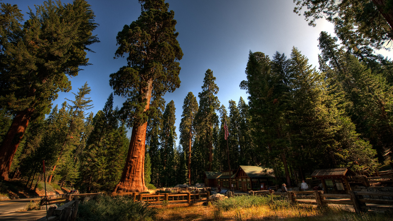 Green Trees Under Blue Sky During Daytime. Wallpaper in 1280x720 Resolution