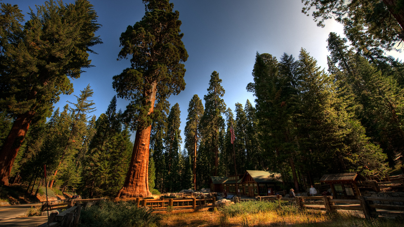 Green Trees Under Blue Sky During Daytime. Wallpaper in 1366x768 Resolution
