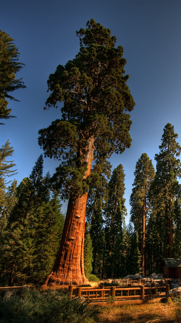 Green Trees Under Blue Sky During Daytime. Wallpaper in 750x1334 Resolution