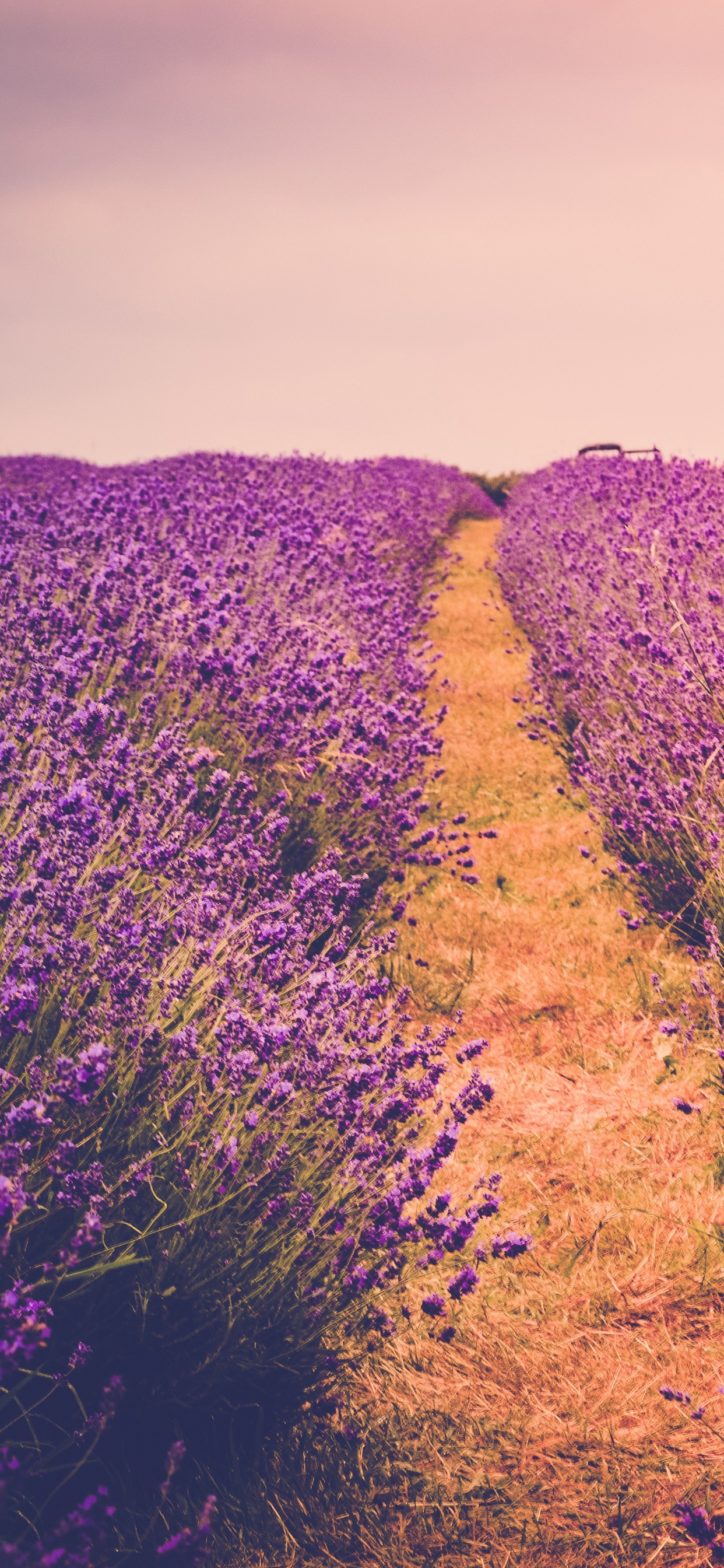 Purple Flower Field During Daytime. Wallpaper in 1242x2688 Resolution