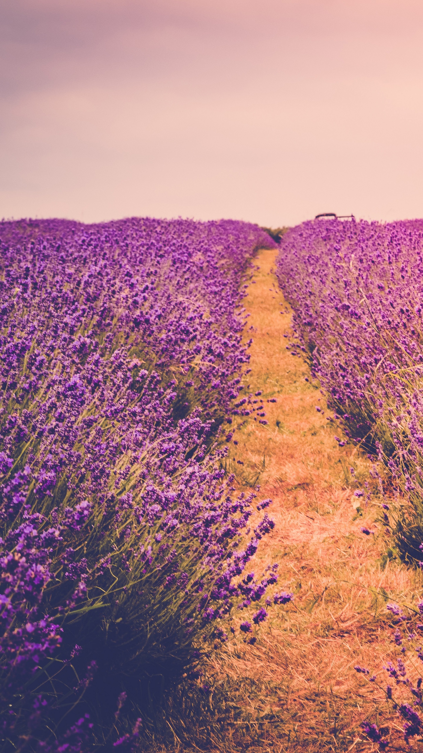 Champ de Fleurs Violettes Pendant la Journée. Wallpaper in 1440x2560 Resolution