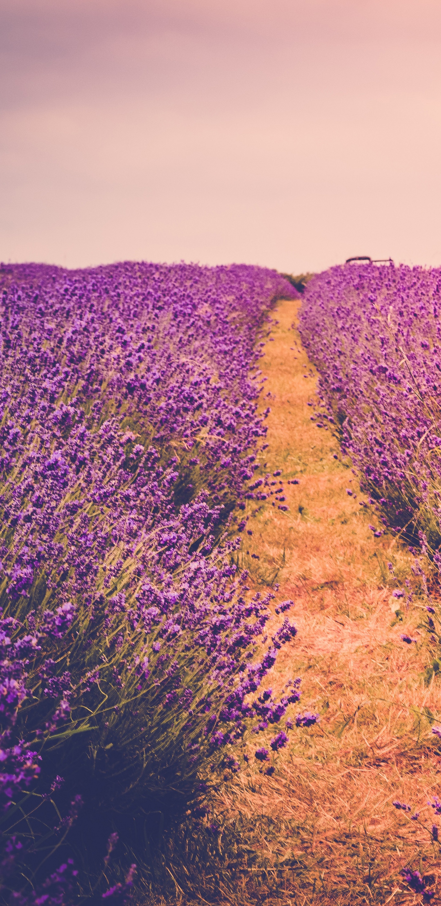 Champ de Fleurs Violettes Pendant la Journée. Wallpaper in 1440x2960 Resolution