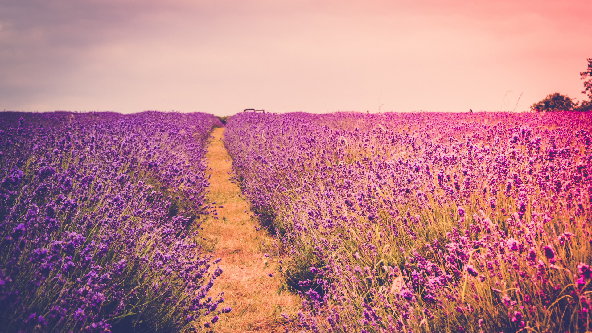 Champ de Fleurs Violettes Pendant la Journée. Wallpaper in 1920x1080 Resolution