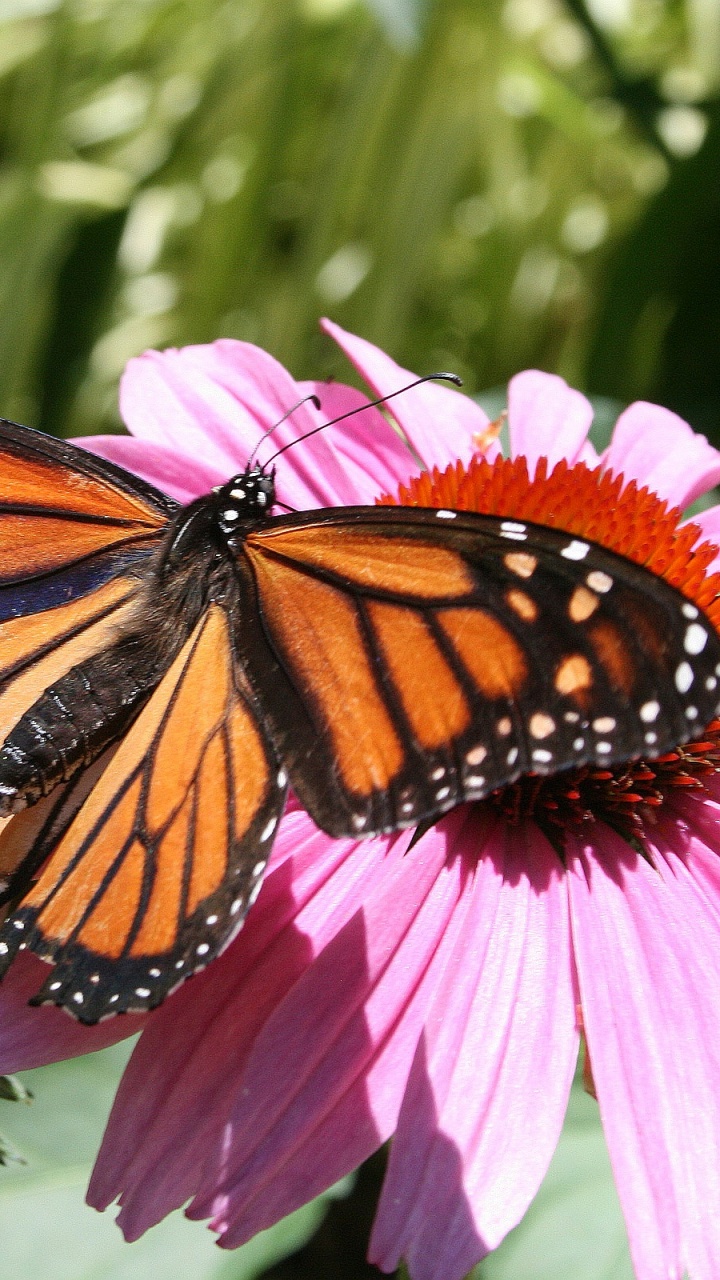 Monarch Butterfly Perched on Pink Flower in Close up Photography During Daytime. Wallpaper in 720x1280 Resolution
