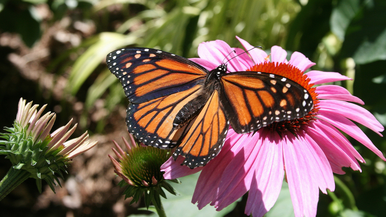 Papillon Monarque Perché Sur Une Fleur Rose en Photographie Rapprochée Pendant la Journée. Wallpaper in 1280x720 Resolution