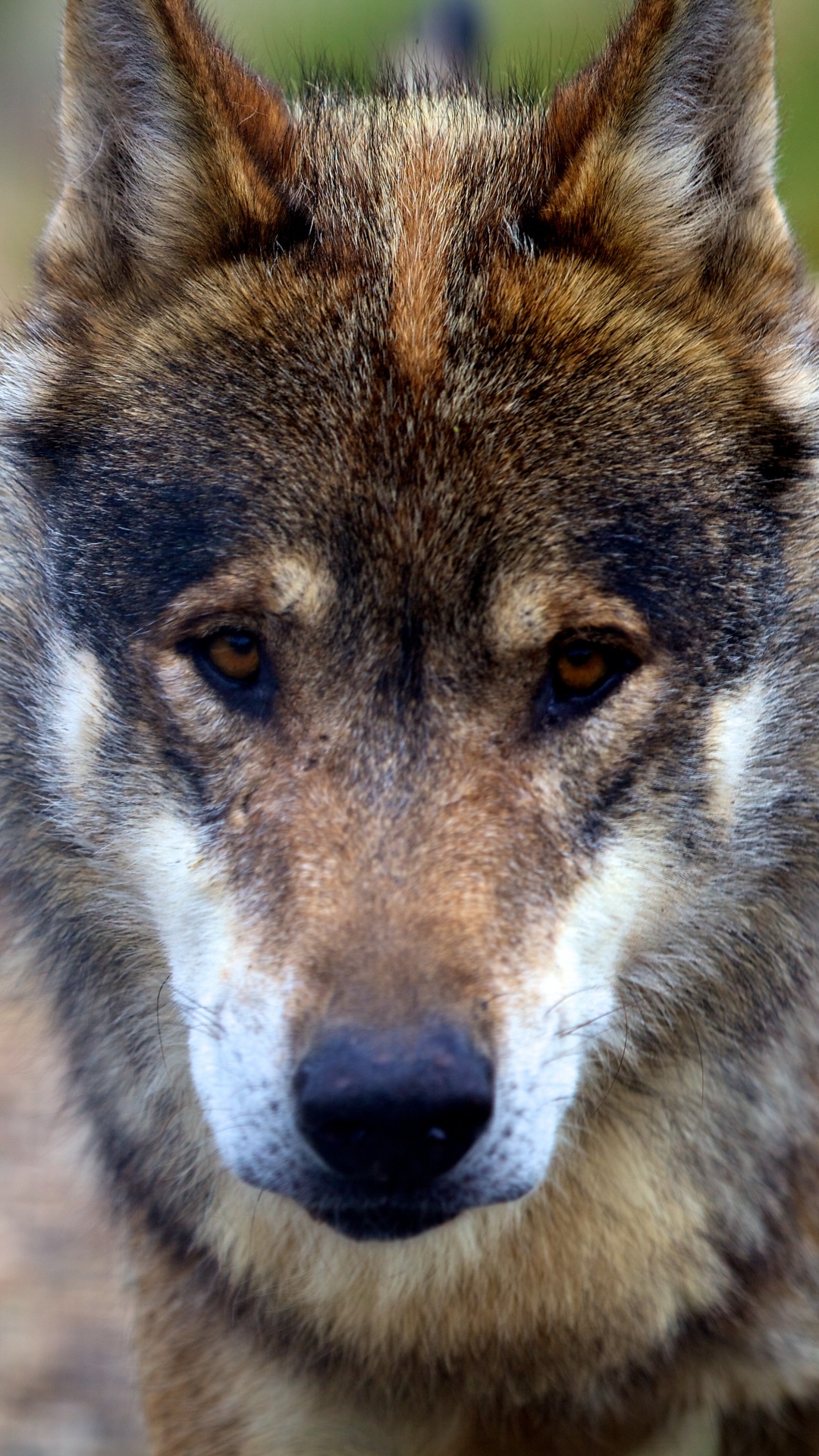 Brown and Black Wolf in Close up Photography. Wallpaper in 1080x1920 Resolution