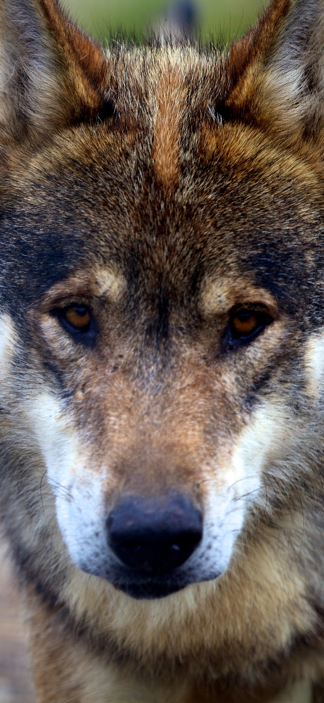 Brown and Black Wolf in Close up Photography. Wallpaper in 1125x2436 Resolution